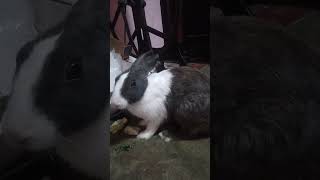 | My cute rabbit  eating,playing | Bunny rabbit videos #shortvideo #ytshort #shorts