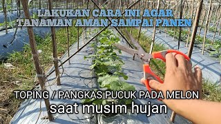 Pangkas Pucuk Atau Sunat pada tanaman melon di musim penghujan #melon #merlin