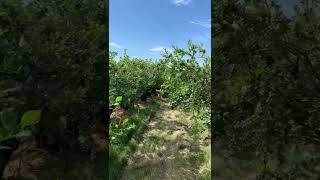 Blueberry Farm in Oregon