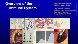 16. Overview of the Immune System Lecture