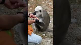 Wild langur monkey eat dinner from my 2 hands