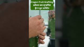 Dragon Fruit Grafting | ਡਰੈਗਨ ਫਲ ਗ੍ਰਾਫਟਿੰਗ | ड्रैगन फ्रूट ग्राफ्टिंग | Modern Kheti