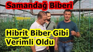 Hatay Samandağ - Türkiye'nin En Acı Biberi Samandağ Biberi Serasında Yüksek Verim İçin Gübreleme