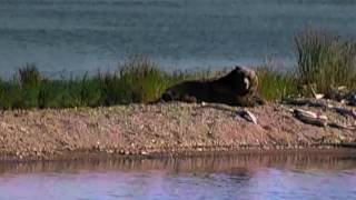 Pearls of the Planet: Brown Bears (Clip 4 of 4)