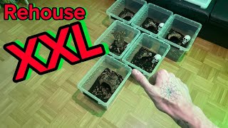 Rehouse XXL! Umzüge stehen an! Part 1/2