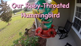 OUR LITTLE RUBY-THROATED HUMMINGBIRD