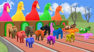 5 Giant Duck, Cow, Elephant, T Rex, Gorilla, Lion, Transfiguration funny animal 2024