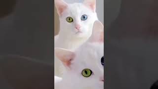 قطه كيوت ( بسه ) بعيون ملونه أزرق واخضر  cute cat