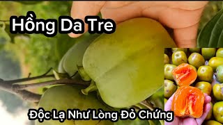 Giống Hồng Da Tre Không Hạt Đặc Sản Thái Nguyên - Độc Lạ Chín Ruột Đỏ Như Lòng Trứng