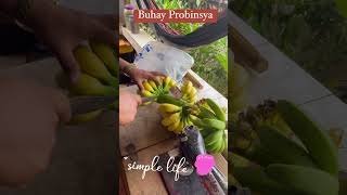 Grabe I Love the Simpleng Buhay ng #Probinsya #FreshFruits #BeautfulPlace #AmazingScenery #Wonderful