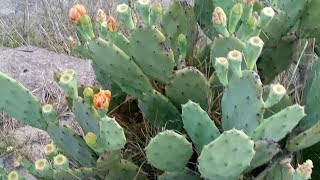 cactus, angiosperms ,Opuntia (sapad chhu): prickly pear, order caryophyllaceas