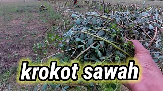 Mencari krokot di sawah || kehidupan desa