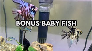 Bonus Baby Fish - Two types of eggs on one plant!!