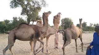 Male Camel taste for mate||Camel video||Camel Meeting||