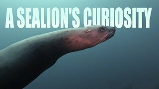 A Sea Lions Curiosity