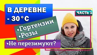 Небывалые морозы. ЧАСТЬ 1. Перезимуют ли розы и гортензии?