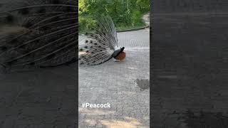 Male Peacock catches the attention of a female Peacock