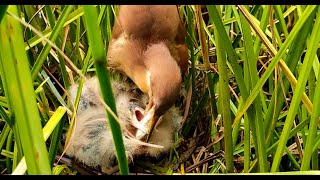 The Chicks Eat Big Food, Narrow Their Throats