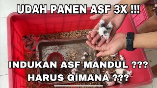 INDUKAN AFRICAN SOFT FUR RAT MANDUL ⁉️ GINI CARA SIASATINYA.. ASF SUDAH BERANAK LAGI PULUHAN EKOR ‼️