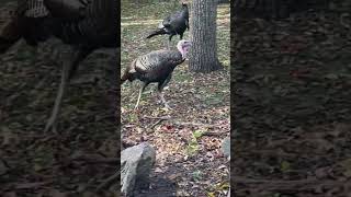 Turkey’s Welcome me Home #nature #wildbirds #share #wildbirds #wildturkeys #outdoors #thankful #fun