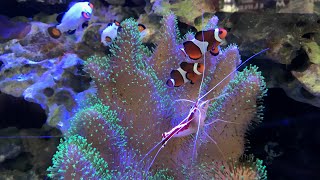 Scarlet Skunk Cleaner Shrimp