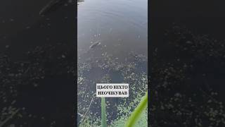 Гігантська щука проти рибалки #fishing #риболов #риболовля #рибалка #клювання #снасті #щука #риба