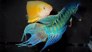 Great video of ornamental fish