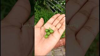 fruit harvesting short video 🍊🍓🍑  #shots #friut #harvesting #lake #viral #travel #youtubemamu