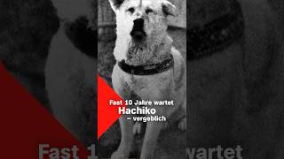 Hachiko - der treuste Hund der Welt? | Terra X