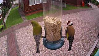 Greenfinch and Goldfinch feeding on feeder aldi action cam uk