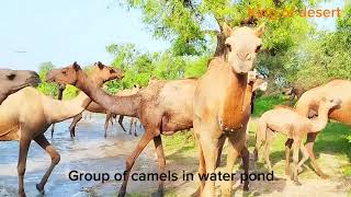 Top 5 Facts About Camels || Why Desert Animals Are So Weird