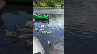 Don’t you come near my babies Mr Duck #swan #cygnets #ducks #mallard #wildlife #birds #ornithology