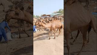 سوق الجمال القديمة    #ytshorts #camel #animals #shorts #camellife #camelculture #camelinthedesert