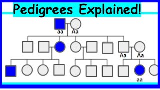 How to Read Pedigrees- Modes of Inheritance