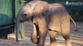 A Baby Elephant Has Been Born! | Howletts Wild Animal Park