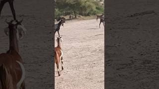 Thar with beautiful goat desert  🐏🐐🐏🐐😍