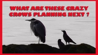 funny birds | crows behaving badly