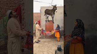 Halal Animals and birds ❤️🥰 #shorts #trending #viralvideo #youtub #youtubeshorts #shot #ytshorts