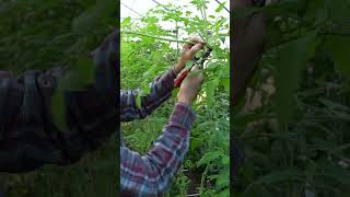 Checkout his Awesome Tomato Trellis System!  #gardening #fruittrees #garden #tomatogarden 🍅