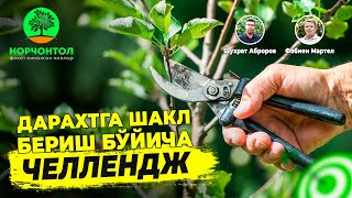 ЎЗБЕКИСТОНДА БУНАҚАСИ ҲАЛИ БЎЛМАГАН | ДАРАХТЛАРГА ШАКЛ БЕРИШ "ЧЕЛЛЕНЖИ"