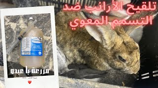 طريقة تلقيح الأرانب ضد فيروس التسمم  المعوي 🐇