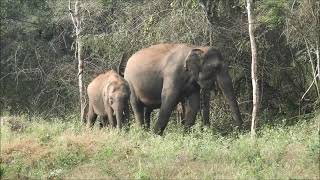 indian elephant