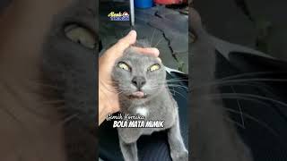 Gimik Komika Bikin Senyum Ketawa #shots #cat #kucing #kucinglucu #funny