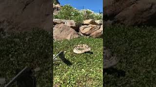 Tanzanian Puff Adder striking in slow motion.