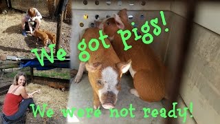 We got pigs, we were not ready!