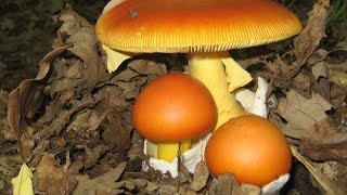 Incredibile prateria di ovoli (Amanita caesarea) mai vista prima. Venite a funghi con me.  Video 4K