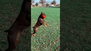 Doberman Pinscher, Doberman Playing, Dog Playing Fetch, European Doberman￼, Brown Doberman, Doby