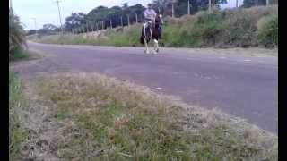 APACHE AF CAVALO MARCHADOR PAMPA MARCHA PICADA A VENDA