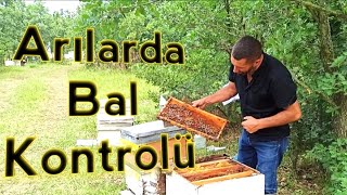 Kara Çalıda 2 Katlı arı kontrolü | Bal kontrolü ne fayda