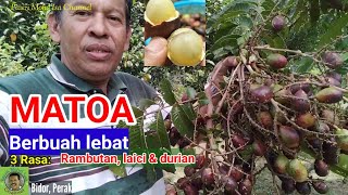 POKOK MATOA BUAH LEBAT | 3 Rasa- Durian, Rambutan & Laici